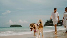 Explore Phi Phi’s safe tropical landscapes with confidence